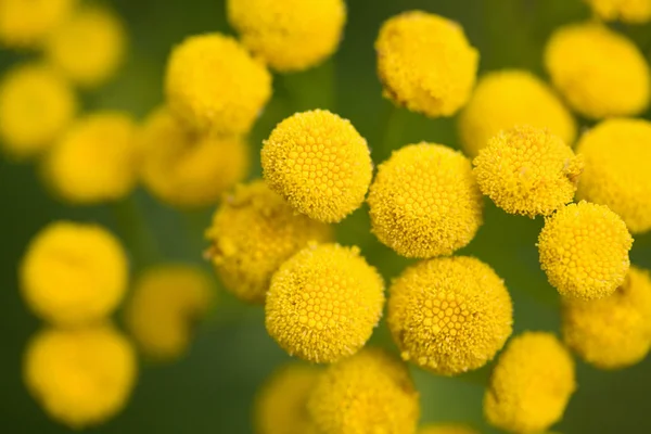 stock image Yellow tansy flowers in the field