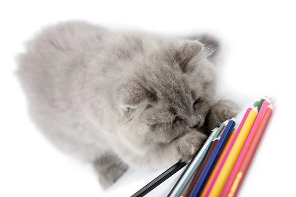Kitten playing with pencils isolated — Stockfoto