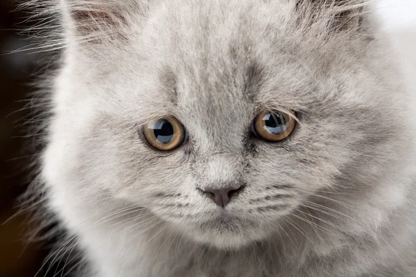 Face of blue british kitten closeup — Stock Photo, Image