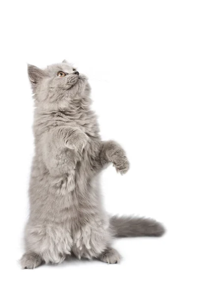 Kotek standng na jego łapy — Zdjęcie stockowe