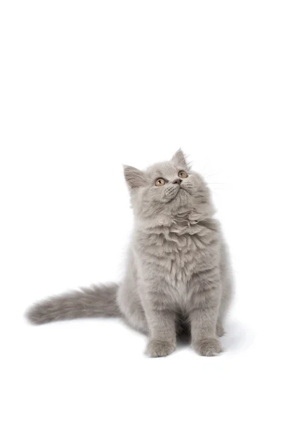 Britse kitten opzoeken van geïsoleerde — Stockfoto