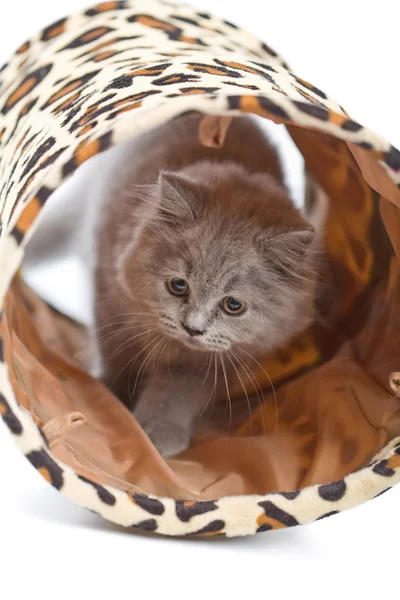 Kitten spelen in tunnel geïsoleerd — Stockfoto