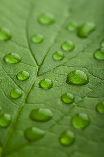 Свіжий зелений лист з краплями води — стокове фото