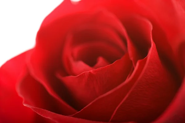 Beautiful red rose isolated — Stock Photo, Image