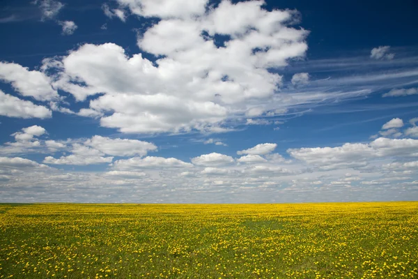 stock image Field of dandelions and blue sky