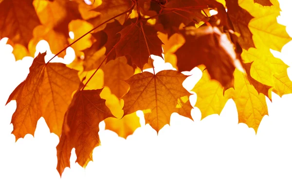 Krásné podzimní listí izolované — Stock fotografie