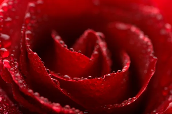 Belle rose mouillée (DOF peu profonde ) — Photo