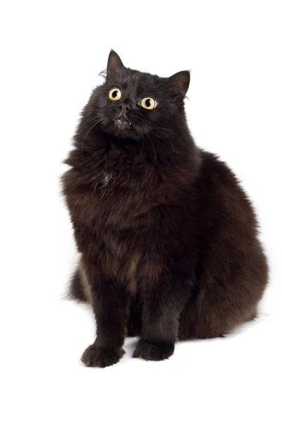 Roztomilá černá kočka, samostatný — Stock fotografie
