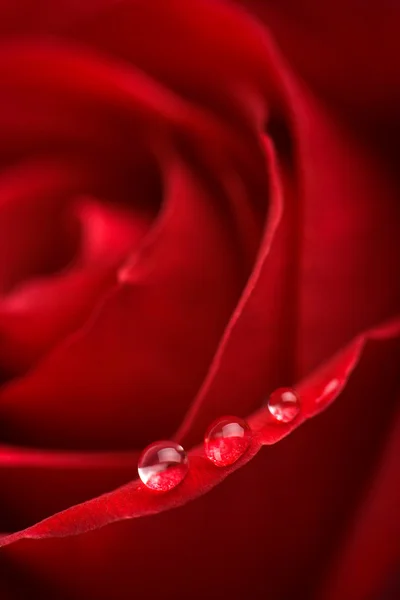 美丽的红玫瑰水滴 — 图库照片
