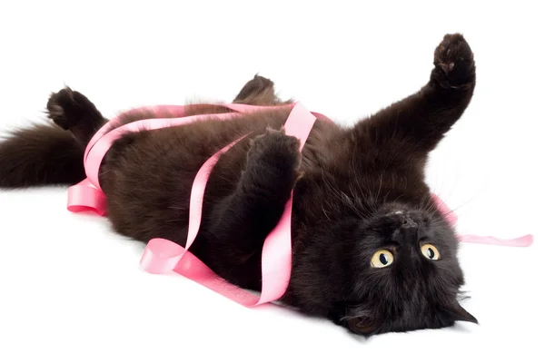 Gato brincando com fita rosa isolado — Fotografia de Stock