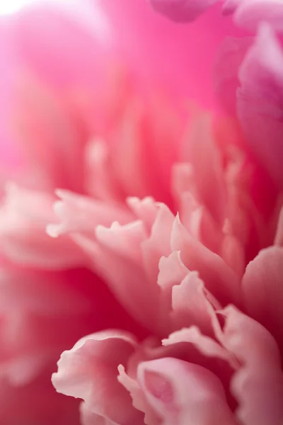 Abstrato rosa peônia flor fundo — Fotografia de Stock
