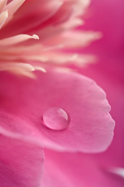 Рожева квітка півонії з крапелькою води — стокове фото