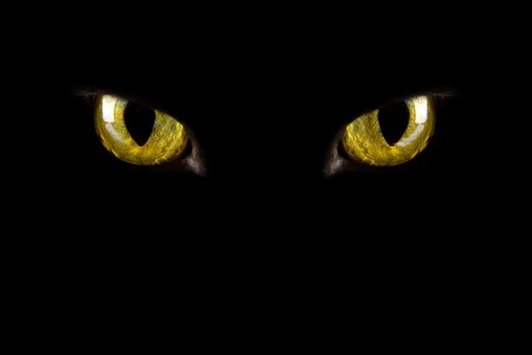 Cat's eyes glowing in the dark