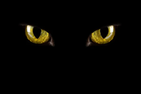 Kat de ogen gloeien in het donker — Stockfoto