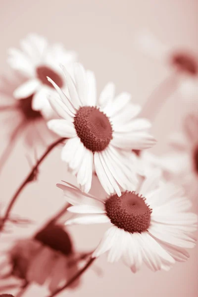 Květy heřmánku — Stock fotografie