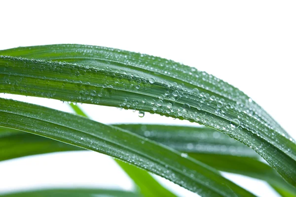 Fresh wet grass background — Stock Photo, Image