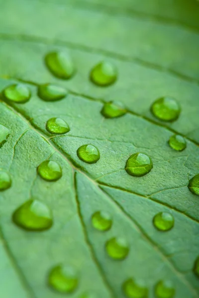 Foglia verde fresco con goccioline d'acqua — Foto Stock