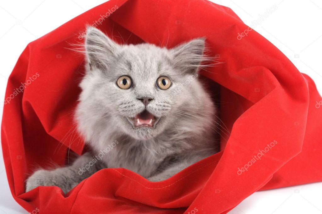 British kitten in red bag isolated