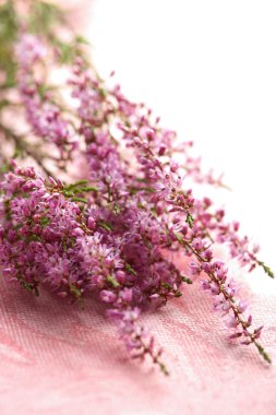 Bouquet of heather flowers over pink clipart