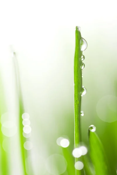 Свіжий вологий фон трави — стокове фото