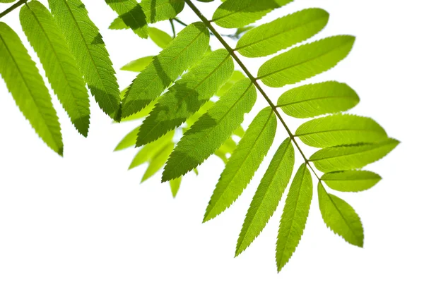 Rowan leaves isolated — Stock Photo, Image