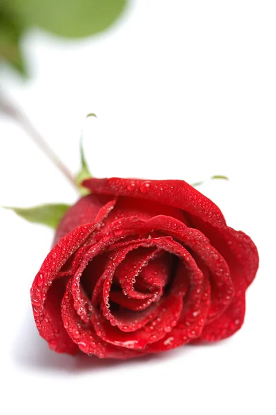 Rode roos met waterdruppeltjes geïsoleerd — Stockfoto