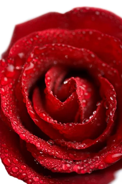 Piękna czerwona róża z kropelkami wody — Zdjęcie stockowe