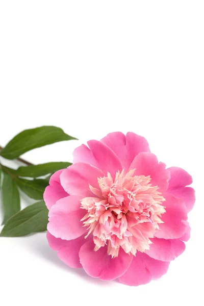 Růžová Pivoňka květ, samostatný — Stock fotografie