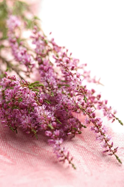 Strauß Heideblüten über rosa — Stockfoto