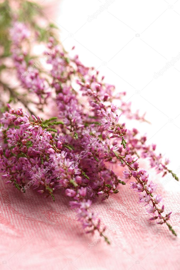 Bouquet of heather flowers over pink