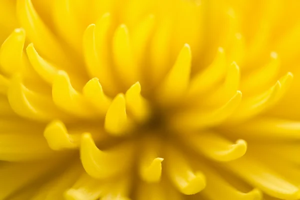 Macro of yellow chrysanthemum — Stock Photo, Image