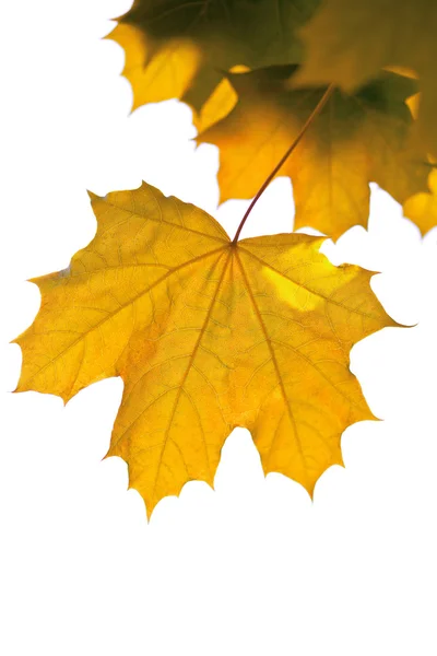 Желтые кленовые листья изолированы — стоковое фото
