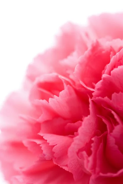 Macro of carnation flower isolated — Stock Photo, Image