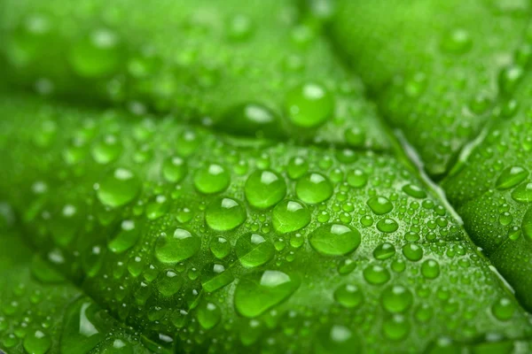 Čerstvý zelený list s kapičkami vody — Stock fotografie