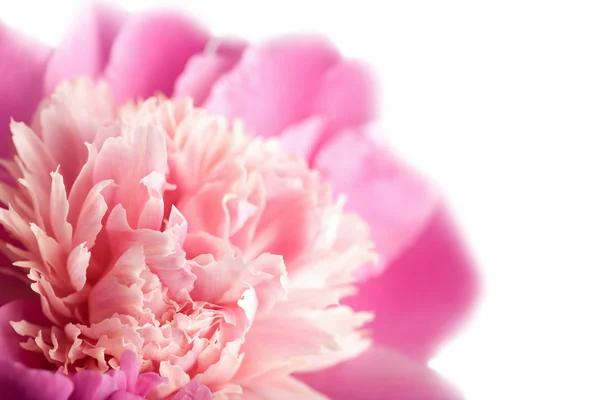 Fiore di peonia rosa isolato — Foto Stock