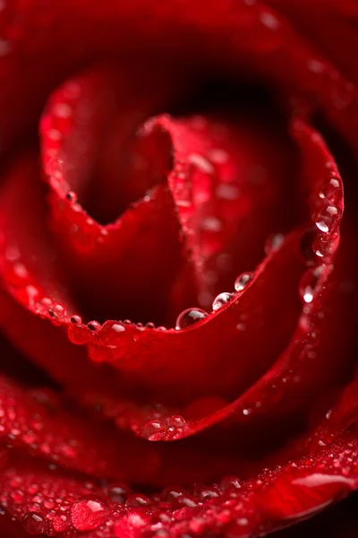 Hermosa rosa roja con gotitas de agua — Foto de Stock