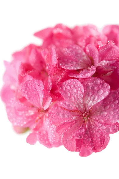 Makró, rózsaszín geránium virágok — Stock Fotó