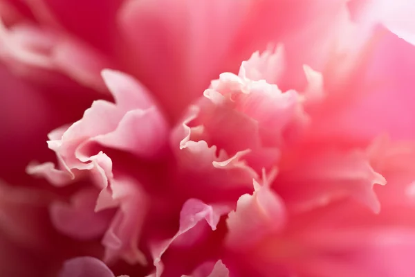 Fleur de pivoine rose abstraite — Photo