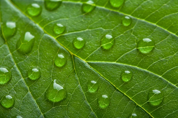 Świeży zielony liść z kropelek wody — Zdjęcie stockowe