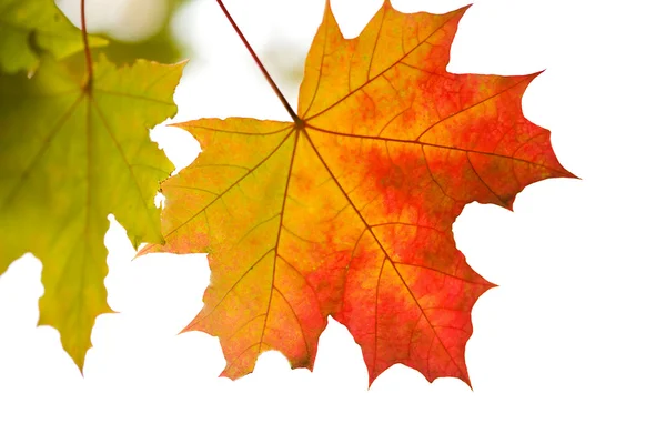 Barevné podzimní listí izolované — Stock fotografie
