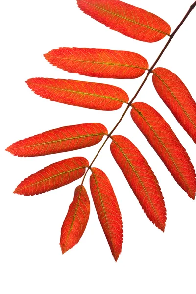 Autumn red rowan leaves isolated — Stock Photo, Image