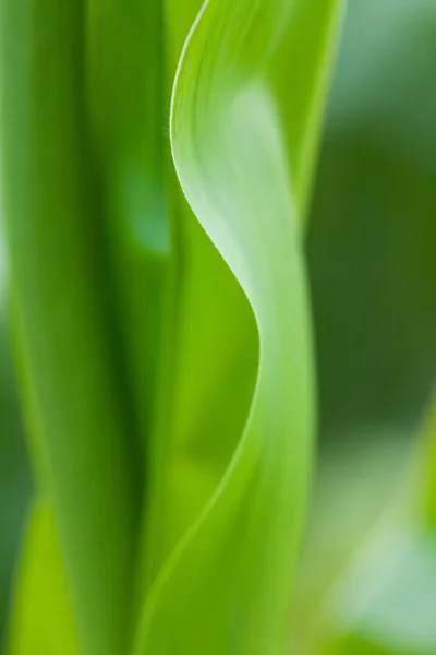 Färska gröna blad — Stockfoto