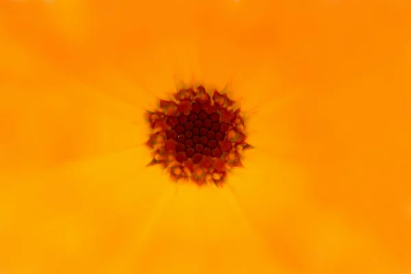 Orange flower background — Stock Photo, Image