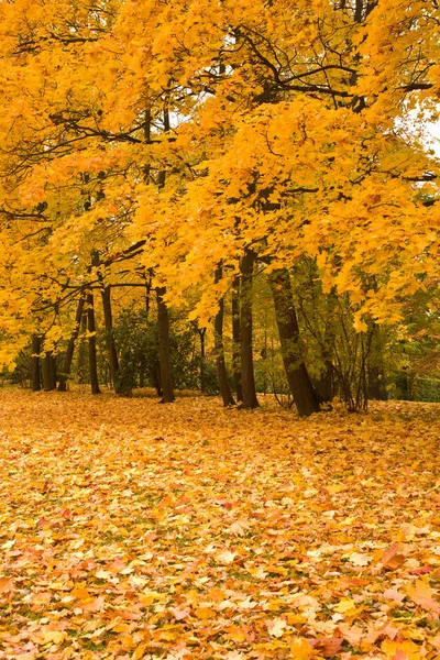 公园里的金枫树 — 图库照片