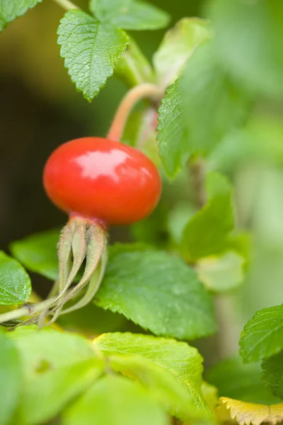 Red rosehip in green leaves — Stock Photo, Image