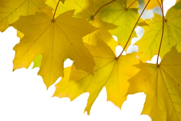 Belle foglie autunnali isolato — Foto Stock