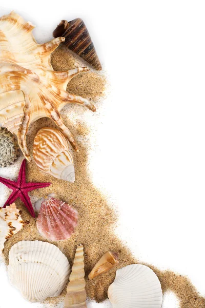 Muscheln im Sand isoliert — Stockfoto