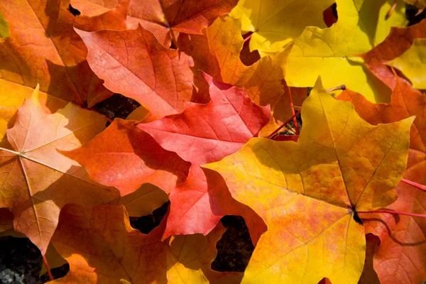 Цветные кленовые листья фона — стоковое фото