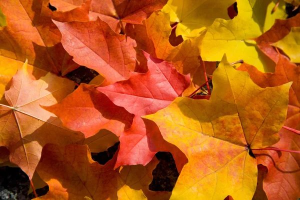 Feuilles d'érable colorées fond — Photo