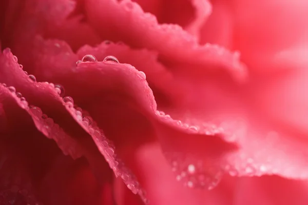 カーネーション花弁のマクロ — ストック写真